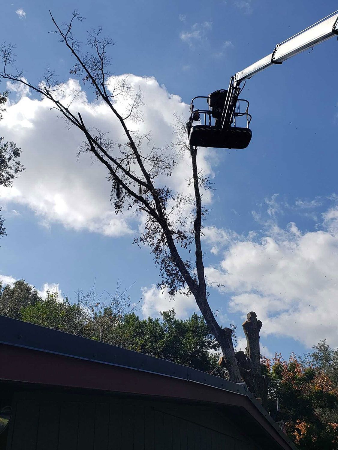 Tree trimming in progress