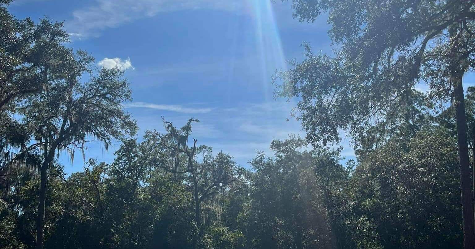 Bright blue sky and tall trees