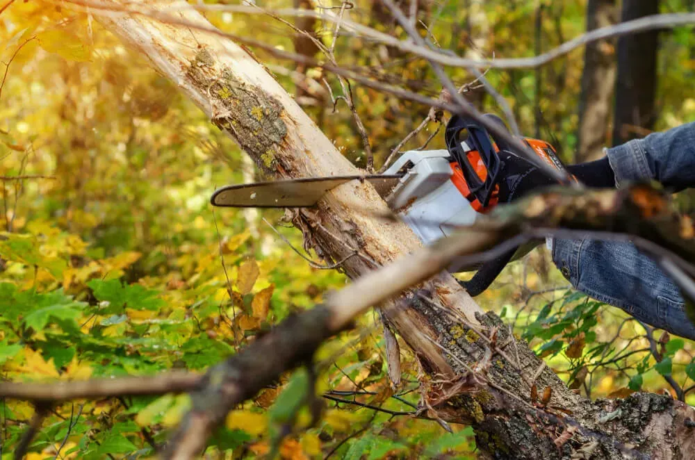 A person in denim sleeves uses a chainsaw to cut into a fallen tree trunk in a sunlit, yellow-leafed forest.
