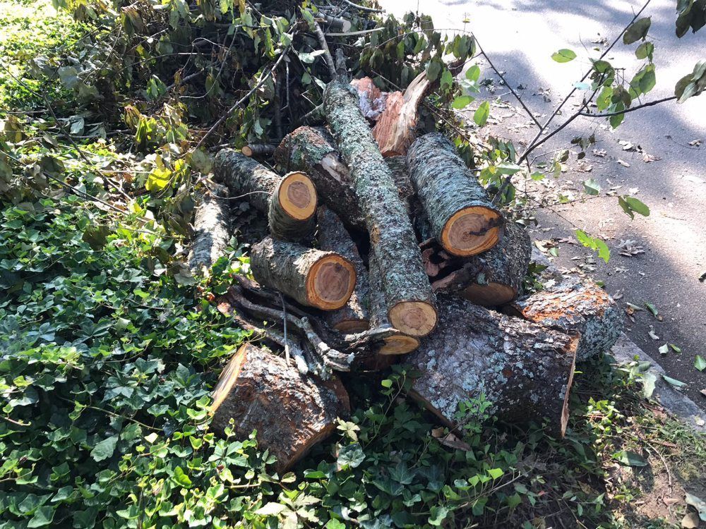 A stack of cut logs resting on the ground near a paved road, surrounded by ivy and leafy tree trimmings.