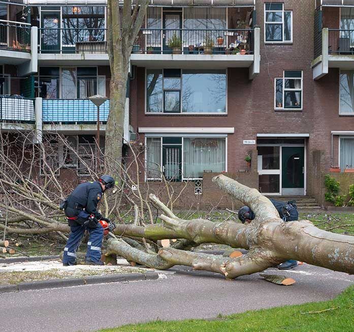 Two people in work gear use chainsaws to cut a large tree that has fallen across a paved path in front of an apartment.