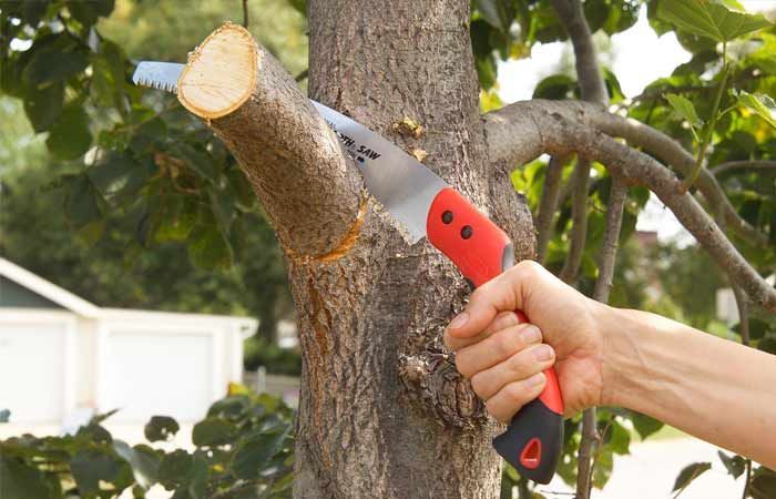 A hand uses a red-handled pruning saw to cut a branch from a tree outdoors.