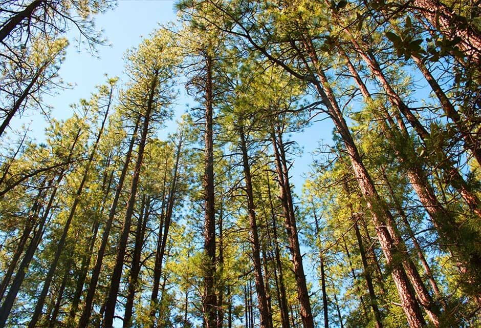 Timber Supply The Tablelands | Payless Timbers