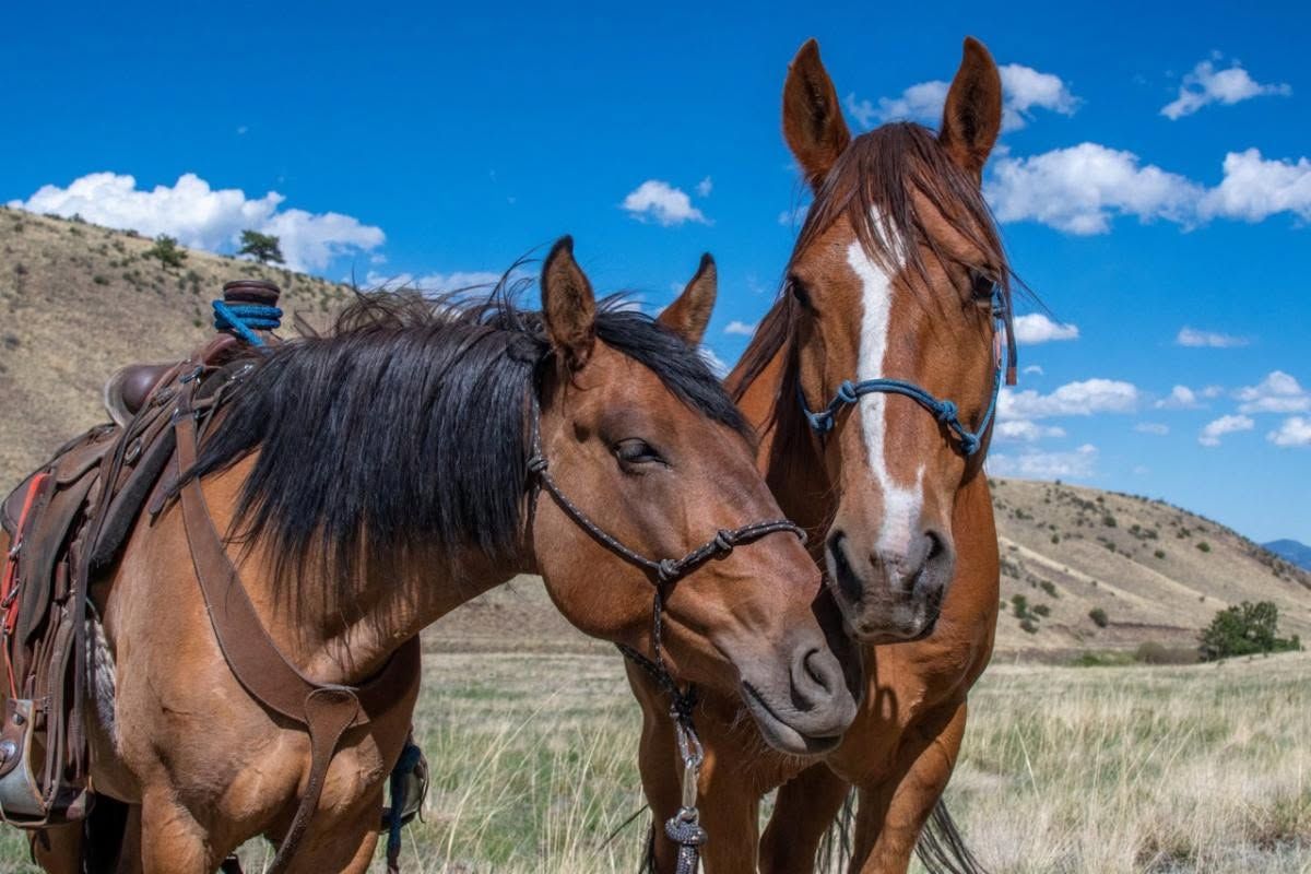 Handcrafted training halter for horses – Rowdy's Ropes