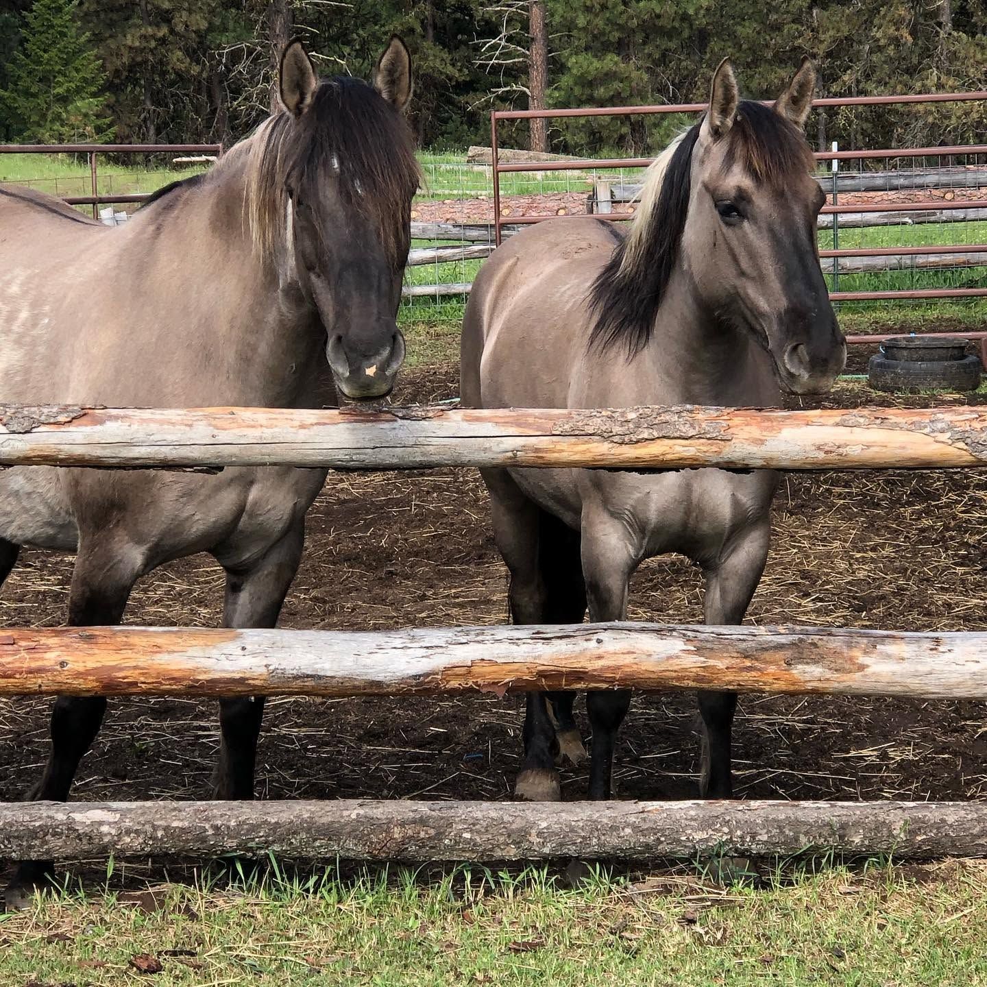 Two brown horses standing behind a wooden fence in a muddy paddock.