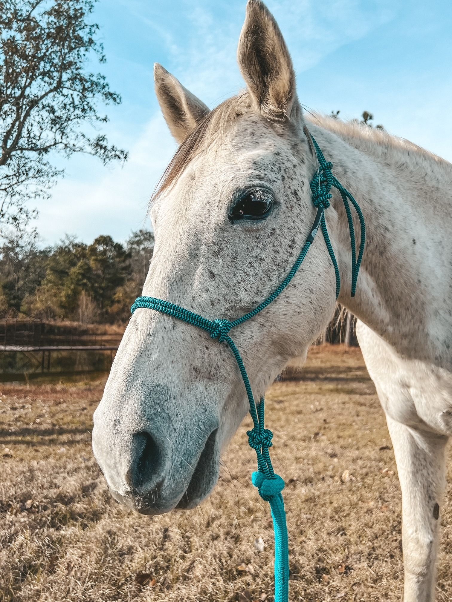 Horse training equipment handcrafted for everyday performance – Rowdy's Ropes