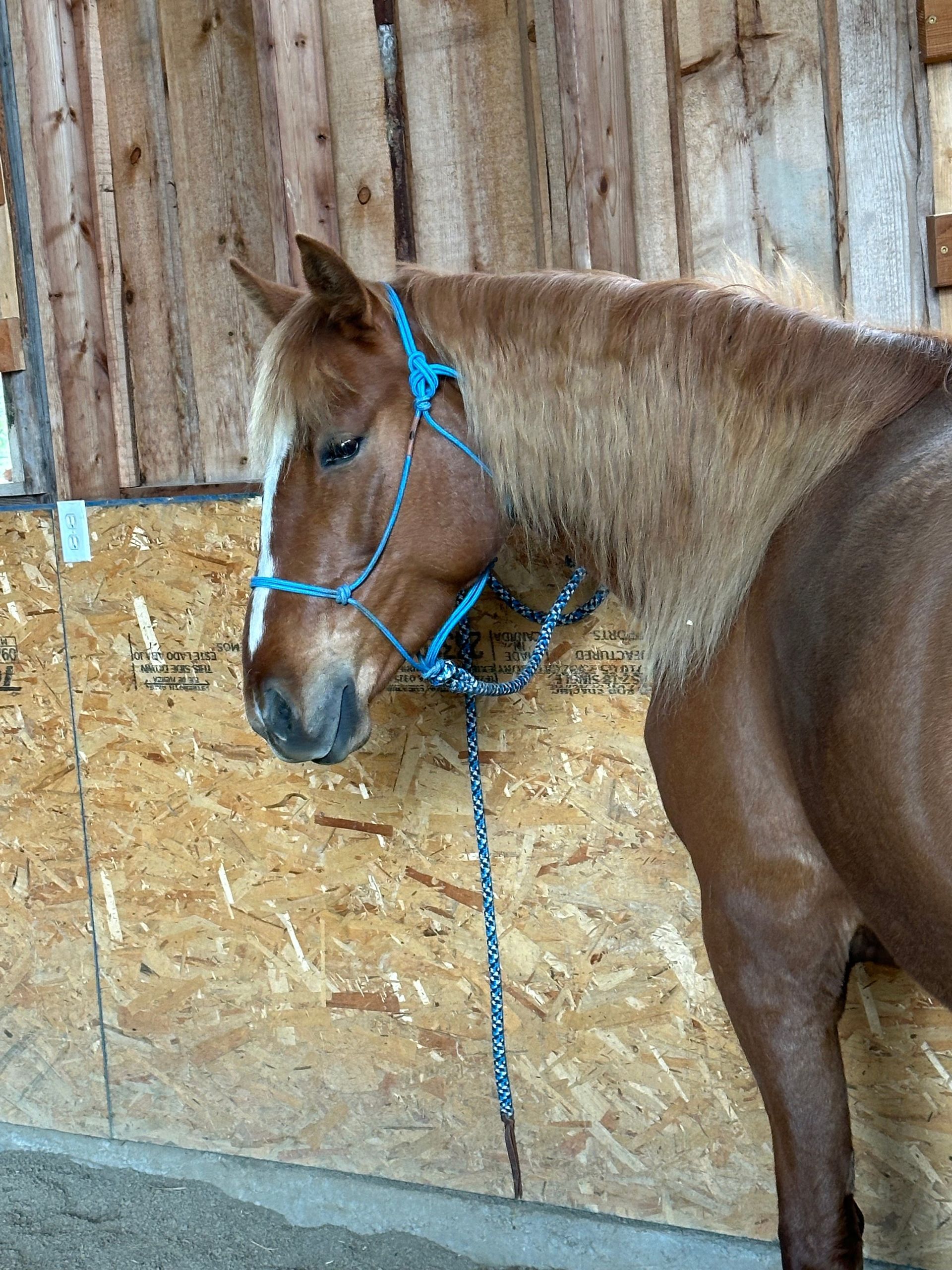 Handcrafted rope halter in custom blue and black braid – Rowdy's Ropes
