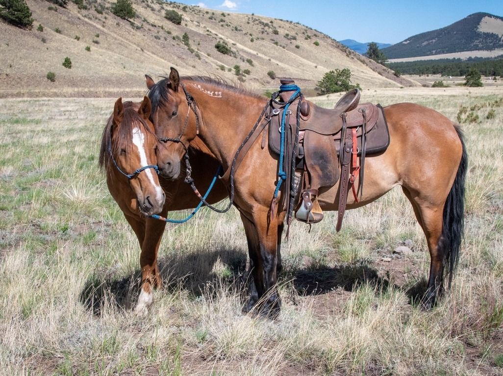 Horse training equipment handcrafted for everyday performance – Rowdy's Ropes