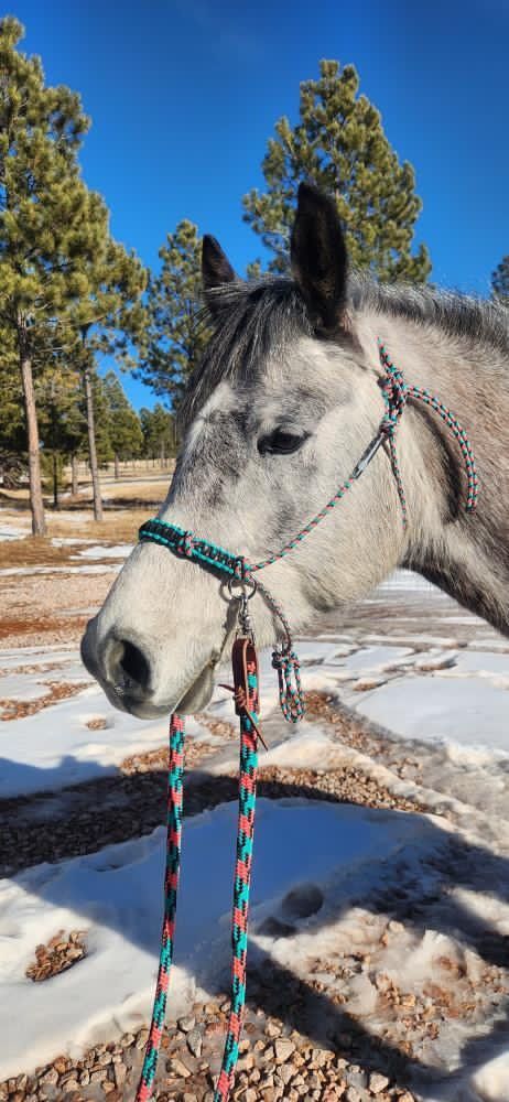 Mustang training halter with precise knot placement – Rowdy's Ropes