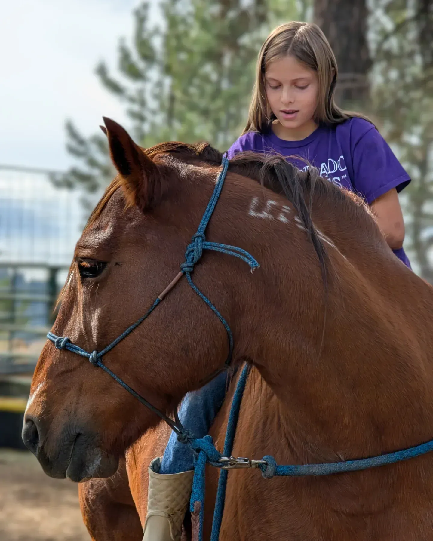Customer photo – horse wearing custom Rowdy's Ropes halter