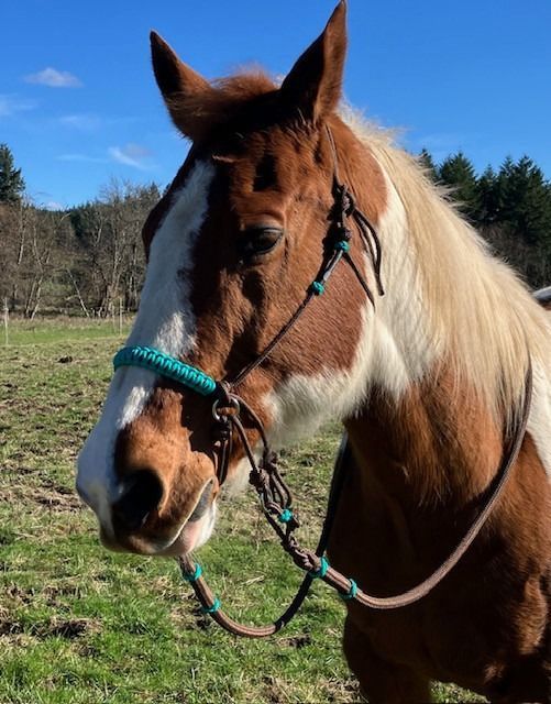 Mustang training halter with precise knot placement – Rowdy's Ropes