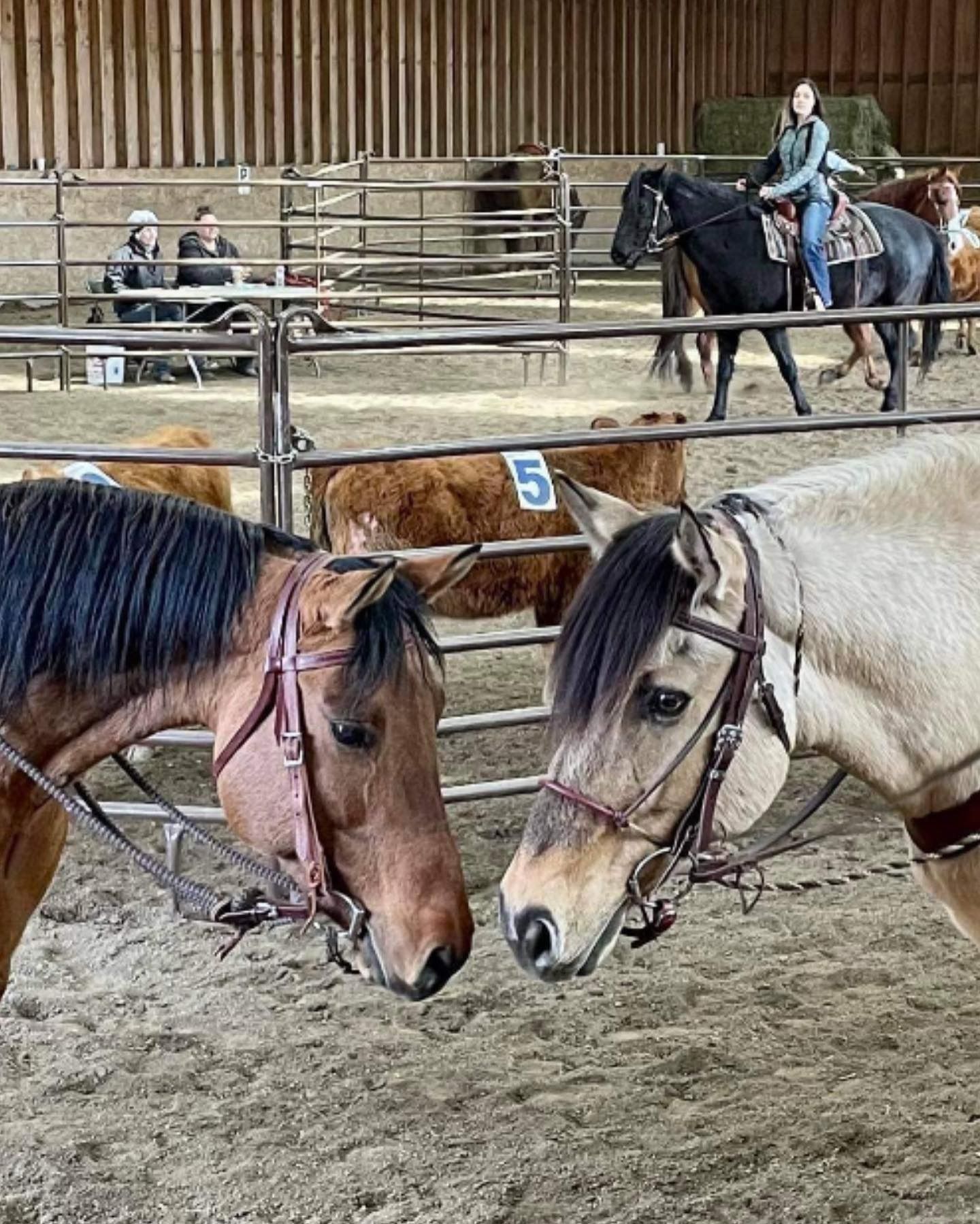 Customer photo – horse wearing custom Rowdy's Ropes halter