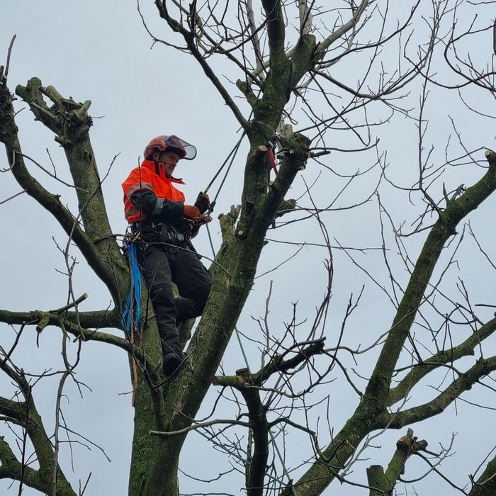 Boom snoeien Nijmegen  boom kappen in Nijmegen Boom snoeien Berg en Dal Boom kappen Berg en dal Boom snoeien Malden Boom kappen Malden Boom snoeien Heilig Landstichting Boom kappen Heilig landstichting Boom snoeien Mook Boom kappen Mook Boom snoeien Cuijk Boom kappen Cuijk Boom snoeien Wijchen Boom kappen Wijchen Boom snoeien Lent Boom kappen Lent Boom snoeien Ede Boom kappen ede Boom snoeien Winssen Boom kappen Winssen Boom snoeien Kessel Boom kappen Kessel Boom snoeien Groesbeek Boom kappen Groesbeek 
Boom snoeien Oosterhout Boom kappen Oosterhout Boom snoeien Beuningen Boom kappen Beuningen Boom snoeien Beneden-Leeuwen Boom kappen Beneden-Leeuwen Boom snoeien Ravenstein Boom kappen Ravenstein Boom snoeien Grave Boom kappen Grave
Boom snoeien Arnhem Boom kappen Arnhem Boom snoeien  Rhede Boom kappen Rhede Boom snoeien Zevenaar Boom kappen Zevenaar 
Boom snoeien Druten  Boom kappen Druten Boom snoeien Tiel Boom kappen Tiel Boom snoeien Doetinchem Boom kappen Doetinchem 
Boom snoeien Elst Boom kappen Elst Boom snoeien Heumen Boom kappen Heumen Boom snoeien  Ooy Ooij Boom kappen Ooy Ooij Boom snoeien Hernen Boom kappen Hernen Boom snoeien Wamel Boom kappen Wamel 
Boom snoeien Ressen Boom kappen Ressen Boom snoeien Doornenburg Boom kappen Doornenburg Boom snoeien Lent Boom kappen Lent
Boom snoeien Millingen aan de Rijn Boom kappen Millingen aan de Rijn Boom snoeien Plasmolen Boom kappen Plasmolen 
Boom snoeien Middelaar  Boom kappen Middelaar Boom snoeien Milsbeek Boom kappen Milsbeek  Boom snoeien Molenhoek Boom kappen Molenhoek Boom snoeien Gennep Boom kappen Gennep 
