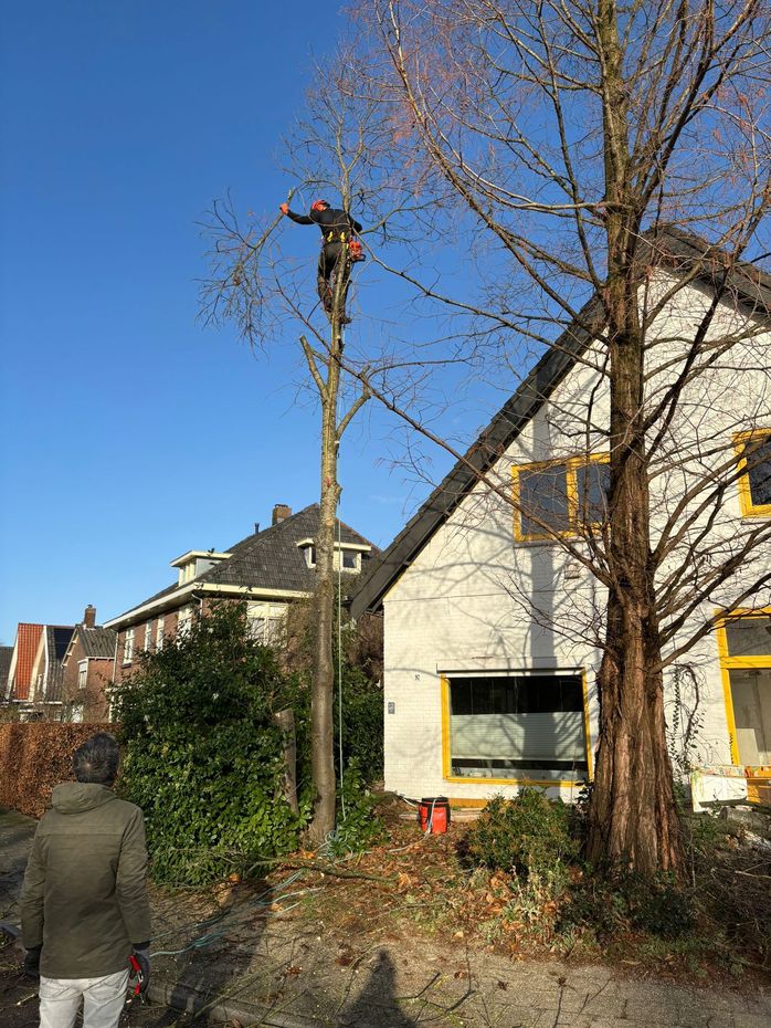 Boom snoeien Nijmegen  boom kappen in Nijmegen Boom snoeien Berg en Dal Boom kappen Berg en dal Boom snoeien Malden Boom kappen Malden Boom snoeien Heilig Landstichting Boom kappen Heilig landstichting Boom snoeien Mook Boom kappen Mook Boom snoeien Cuijk Boom kappen Cuijk Boom snoeien Wijchen Boom kappen Wijchen Boom snoeien Lent Boom kappen Lent Boom snoeien Ede Boom kappen ede Boom snoeien Winssen Boom kappen Winssen Boom snoeien Kessel Boom kappen Kessel Boom snoeien Groesbeek Boom kappen Groesbeek 
Boom snoeien Oosterhout Boom kappen Oosterhout Boom snoeien Beuningen Boom kappen Beuningen Boom snoeien Beneden-Leeuwen Boom kappen Beneden-Leeuwen Boom snoeien Ravenstein Boom kappen Ravenstein Boom snoeien Grave Boom kappen Grave
Boom snoeien Arnhem Boom kappen Arnhem Boom snoeien  Rhede Boom kappen Rhede Boom snoeien Zevenaar Boom kappen Zevenaar 
Boom snoeien Druten  Boom kappen Druten Boom snoeien Tiel Boom kappen Tiel Boom snoeien Doetinchem Boom kappen Doetinchem 
Boom snoeien Elst Boom kappen Elst Boom snoeien Heumen Boom kappen Heumen Boom snoeien  Ooy Ooij Boom kappen Ooy Ooij Boom snoeien Hernen Boom kappen Hernen Boom snoeien Wamel Boom kappen Wamel 
Boom snoeien Ressen Boom kappen Ressen Boom snoeien Doornenburg Boom kappen Doornenburg Boom snoeien Lent Boom kappen Lent
Boom snoeien Millingen aan de Rijn Boom kappen Millingen aan de Rijn Boom snoeien Plasmolen Boom kappen Plasmolen 
Boom snoeien Middelaar  Boom kappen Middelaar Boom snoeien Milsbeek Boom kappen Milsbeek  Boom snoeien Molenhoek Boom kappen Molenhoek Boom snoeien Gennep Boom kappen Gennep 
