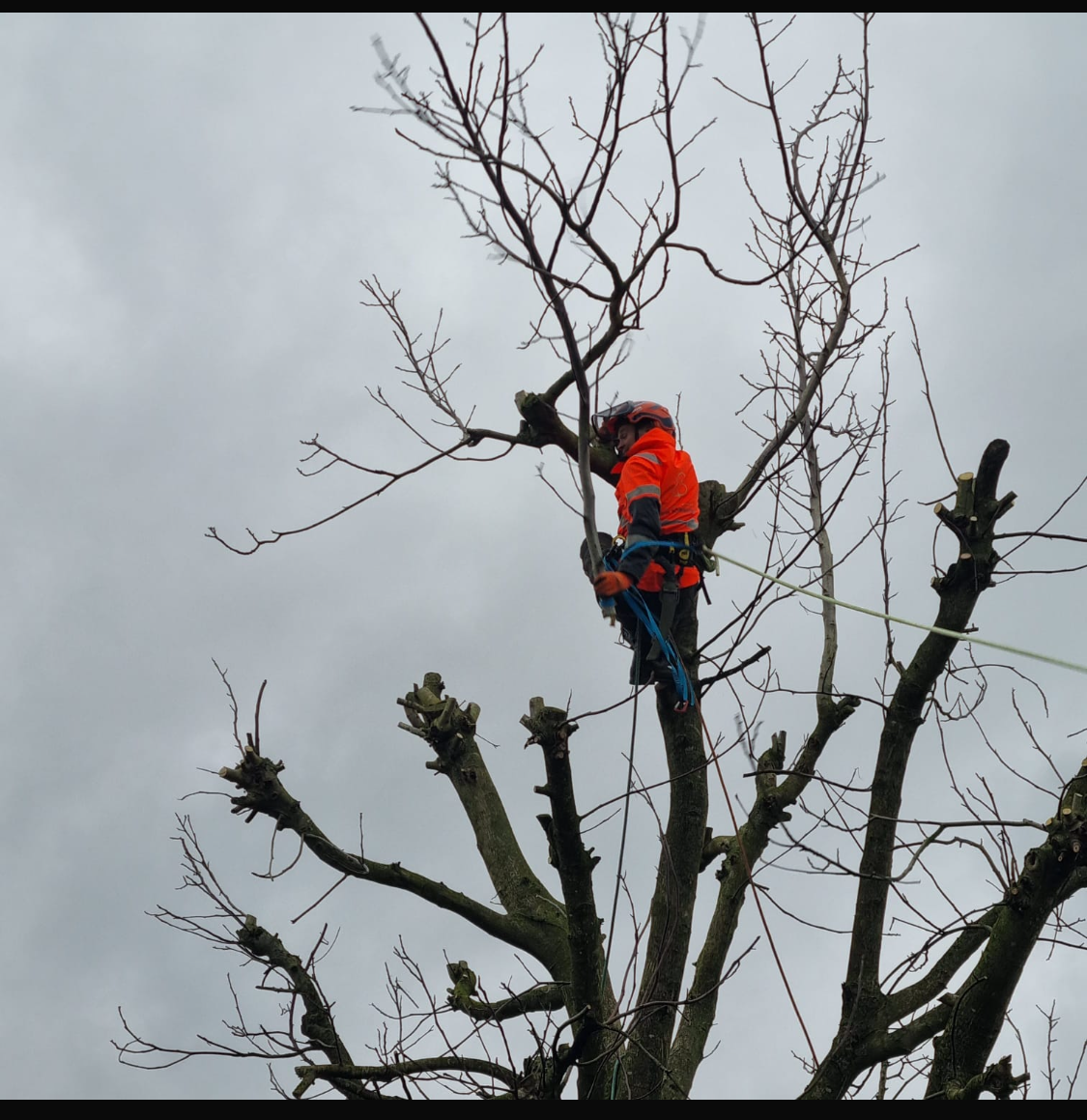 Boom snoeien Nijmegen  boom kappen in Nijmegen Boom snoeien Berg en Dal Boom kappen Berg en dal Boom snoeien Malden Boom kappen Malden Boom snoeien Heilig Landstichting Boom kappen Heilig landstichting Boom snoeien Mook Boom kappen Mook Boom snoeien Cuijk Boom kappen Cuijk Boom snoeien Wijchen Boom kappen Wijchen Boom snoeien Lent Boom kappen Lent Boom snoeien Ede Boom kappen ede Boom snoeien Winssen Boom kappen Winssen Boom snoeien Kessel Boom kappen Kessel Boom snoeien Groesbeek Boom kappen Groesbeek 
Boom snoeien Oosterhout Boom kappen Oosterhout Boom snoeien Beuningen Boom kappen Beuningen Boom snoeien Beneden-Leeuwen Boom kappen Beneden-Leeuwen Boom snoeien Ravenstein Boom kappen Ravenstein Boom snoeien Grave Boom kappen Grave
Boom snoeien Arnhem Boom kappen Arnhem Boom snoeien  Rhede Boom kappen Rhede Boom snoeien Zevenaar Boom kappen Zevenaar 
Boom snoeien Druten  Boom kappen Druten Boom snoeien Tiel Boom kappen Tiel Boom snoeien Doetinchem Boom kappen Doetinchem 
Boom snoeien Elst Boom kappen Elst Boom snoeien Heumen Boom kappen Heumen Boom snoeien  Ooy Ooij Boom kappen Ooy Ooij Boom snoeien Hernen Boom kappen Hernen Boom snoeien Wamel Boom kappen Wamel 
Boom snoeien Ressen Boom kappen Ressen Boom snoeien Doornenburg Boom kappen Doornenburg Boom snoeien Lent Boom kappen Lent
Boom snoeien Millingen aan de Rijn Boom kappen Millingen aan de Rijn Boom snoeien Plasmolen Boom kappen Plasmolen 
Boom snoeien Middelaar  Boom kappen Middelaar Boom snoeien Milsbeek Boom kappen Milsbeek  Boom snoeien Molenhoek Boom kappen Molenhoek Boom snoeien Gennep Boom kappen Gennep 
