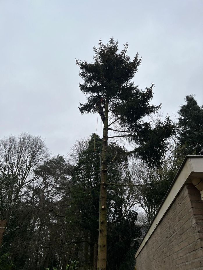 Boom snoeien Nijmegen  boom kappen in Nijmegen Boom snoeien Berg en Dal Boom kappen Berg en dal Boom snoeien Malden Boom kappen Malden Boom snoeien Heilig Landstichting Boom kappen Heilig landstichting Boom snoeien Mook Boom kappen Mook Boom snoeien Cuijk Boom kappen Cuijk Boom snoeien Wijchen Boom kappen Wijchen Boom snoeien Lent Boom kappen Lent Boom snoeien Ede Boom kappen ede Boom snoeien Winssen Boom kappen Winssen Boom snoeien Kessel Boom kappen Kessel Boom snoeien Groesbeek Boom kappen Groesbeek 
Boom snoeien Oosterhout Boom kappen Oosterhout Boom snoeien Beuningen Boom kappen Beuningen Boom snoeien Beneden-Leeuwen Boom kappen Beneden-Leeuwen Boom snoeien Ravenstein Boom kappen Ravenstein Boom snoeien Grave Boom kappen Grave
Boom snoeien Arnhem Boom kappen Arnhem Boom snoeien  Rhede Boom kappen Rhede Boom snoeien Zevenaar Boom kappen Zevenaar 
Boom snoeien Druten  Boom kappen Druten Boom snoeien Tiel Boom kappen Tiel Boom snoeien Doetinchem Boom kappen Doetinchem 
Boom snoeien Elst Boom kappen Elst Boom snoeien Heumen Boom kappen Heumen Boom snoeien  Ooy Ooij Boom kappen Ooy Ooij Boom snoeien Hernen Boom kappen Hernen Boom snoeien Wamel Boom kappen Wamel 
Boom snoeien Ressen Boom kappen Ressen Boom snoeien Doornenburg Boom kappen Doornenburg Boom snoeien Lent Boom kappen Lent
Boom snoeien Millingen aan de Rijn Boom kappen Millingen aan de Rijn Boom snoeien Plasmolen Boom kappen Plasmolen 
Boom snoeien Middelaar  Boom kappen Middelaar Boom snoeien Milsbeek Boom kappen Milsbeek  Boom snoeien Molenhoek Boom kappen Molenhoek Boom snoeien Gennep Boom kappen Gennep 
