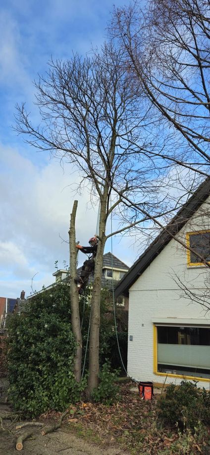 Boom snoeien Nijmegen  boom kappen in Nijmegen Boom snoeien Berg en Dal Boom kappen Berg en dal Boom snoeien Malden Boom kappen Malden Boom snoeien Heilig Landstichting Boom kappen Heilig landstichting Boom snoeien Mook Boom kappen Mook Boom snoeien Cuijk Boom kappen Cuijk Boom snoeien Wijchen Boom kappen Wijchen Boom snoeien Lent Boom kappen Lent Boom snoeien Ede Boom kappen ede Boom snoeien Winssen Boom kappen Winssen Boom snoeien Kessel Boom kappen Kessel Boom snoeien Groesbeek Boom kappen Groesbeek 
Boom snoeien Oosterhout Boom kappen Oosterhout Boom snoeien Beuningen Boom kappen Beuningen Boom snoeien Beneden-Leeuwen Boom kappen Beneden-Leeuwen Boom snoeien Ravenstein Boom kappen Ravenstein Boom snoeien Grave Boom kappen Grave
Boom snoeien Arnhem Boom kappen Arnhem Boom snoeien  Rhede Boom kappen Rhede Boom snoeien Zevenaar Boom kappen Zevenaar 
Boom snoeien Druten  Boom kappen Druten Boom snoeien Tiel Boom kappen Tiel Boom snoeien Doetinchem Boom kappen Doetinchem 
Boom snoeien Elst Boom kappen Elst Boom snoeien Heumen Boom kappen Heumen Boom snoeien  Ooy Ooij Boom kappen Ooy Ooij Boom snoeien Hernen Boom kappen Hernen Boom snoeien Wamel Boom kappen Wamel 
Boom snoeien Ressen Boom kappen Ressen Boom snoeien Doornenburg Boom kappen Doornenburg Boom snoeien Lent Boom kappen Lent
Boom snoeien Millingen aan de Rijn Boom kappen Millingen aan de Rijn Boom snoeien Plasmolen Boom kappen Plasmolen 
Boom snoeien Middelaar  Boom kappen Middelaar Boom snoeien Milsbeek Boom kappen Milsbeek  Boom snoeien Molenhoek Boom kappen Molenhoek Boom snoeien Gennep Boom kappen Gennep 
