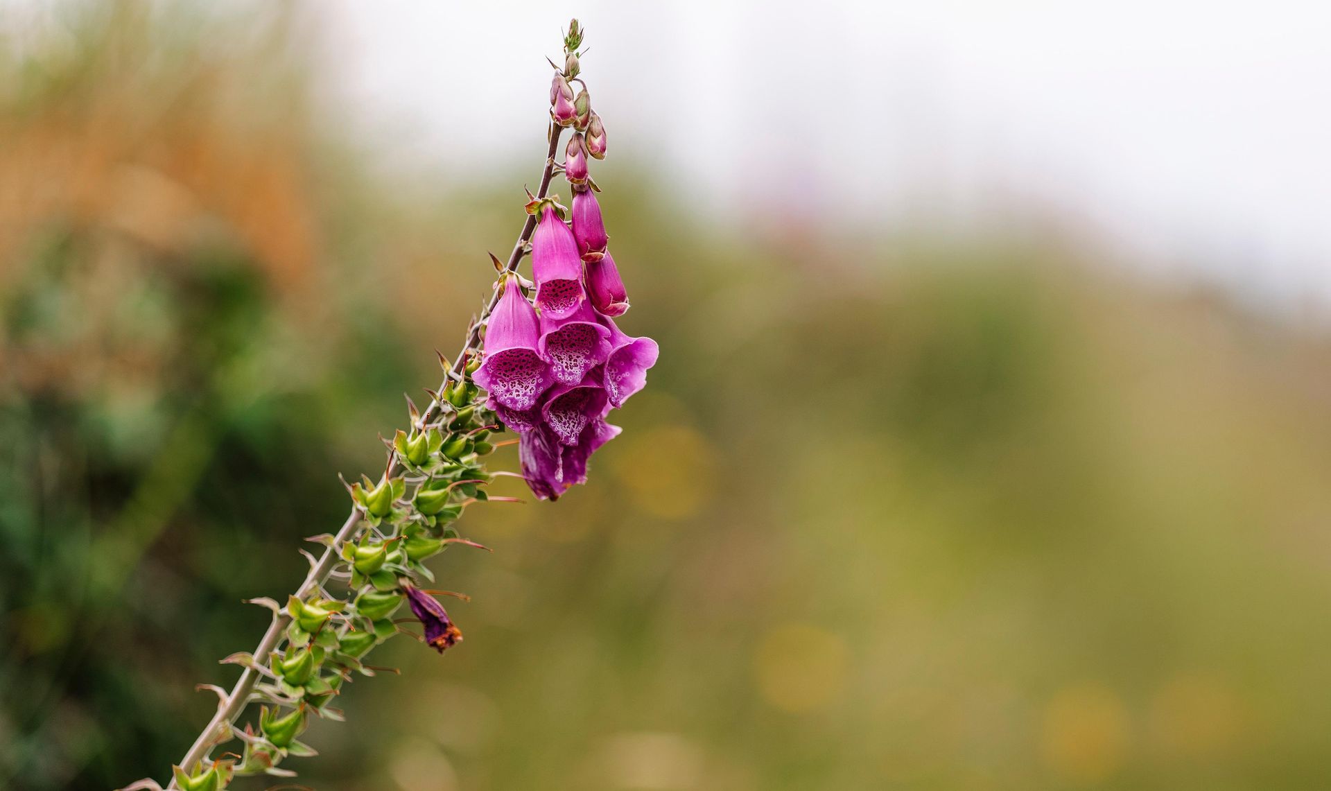 Pink bell-shaped wildflowers on a slender stem against a blurred green and beige background