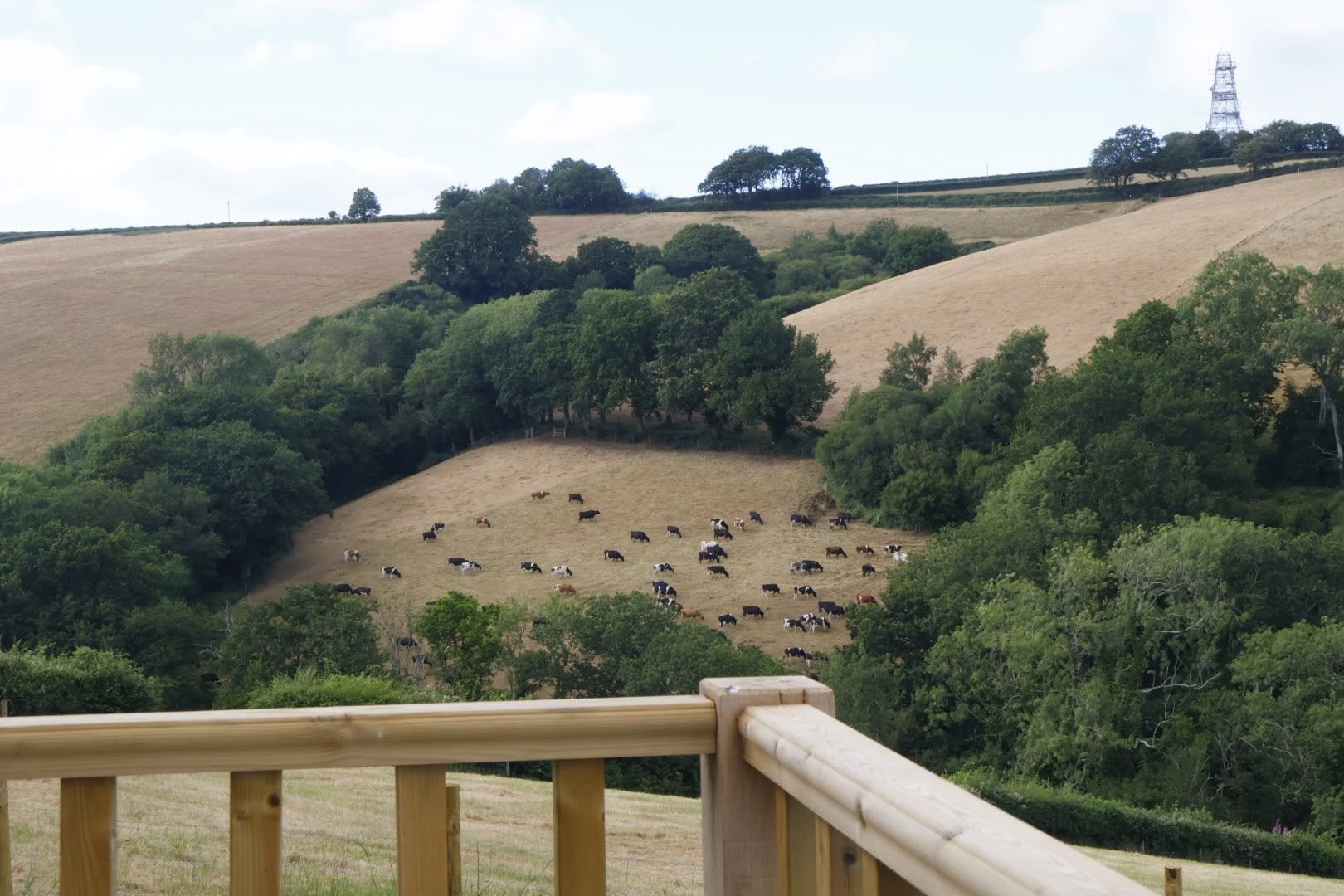 Grazing sheep in a hilly pasture with trees and a wooden railing in the foreground
