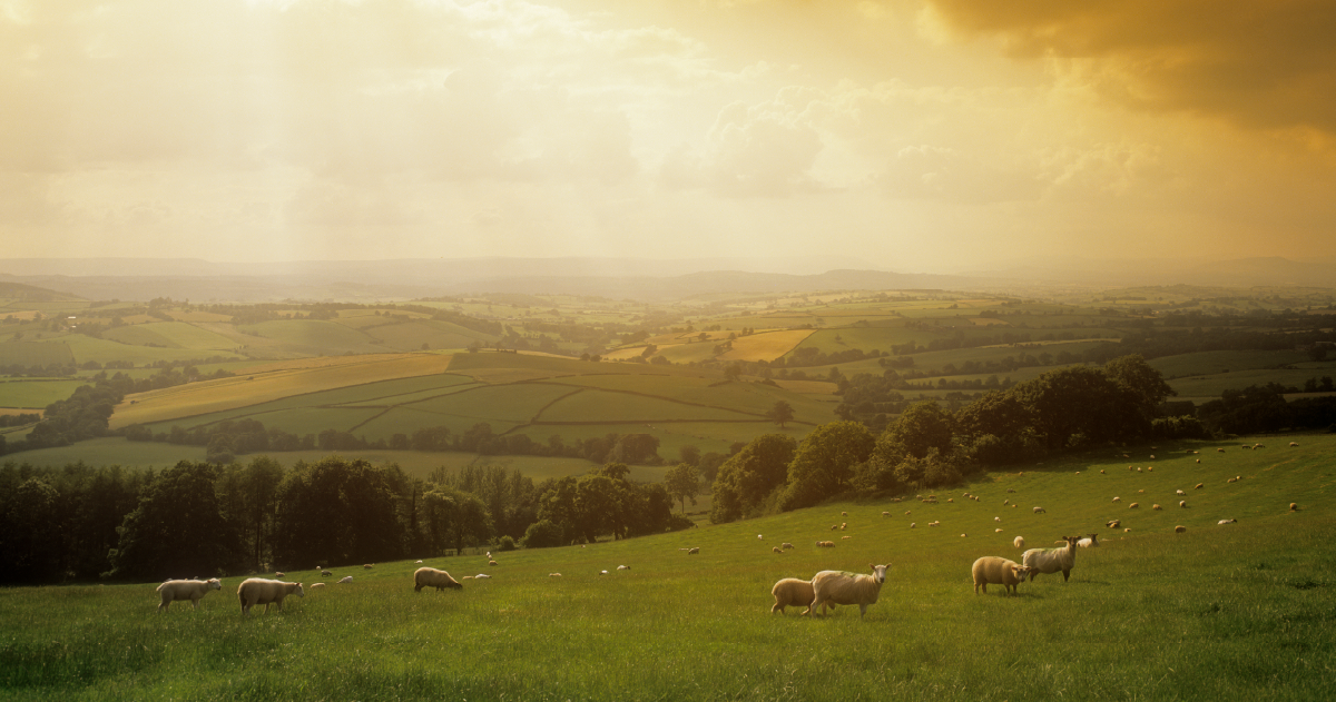 Sheep grazing on a green hillside under a golden sunset over distant fields