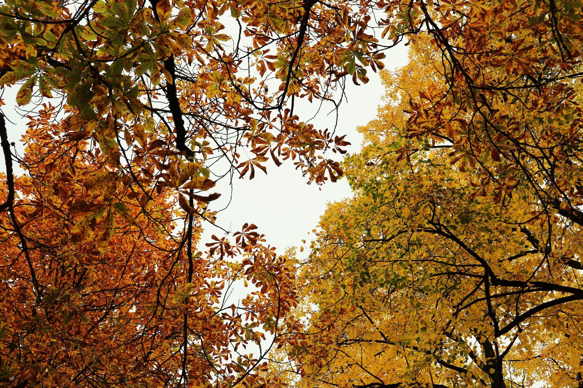 Autumn tree canopies with golden and orange leaves framing a bright sky