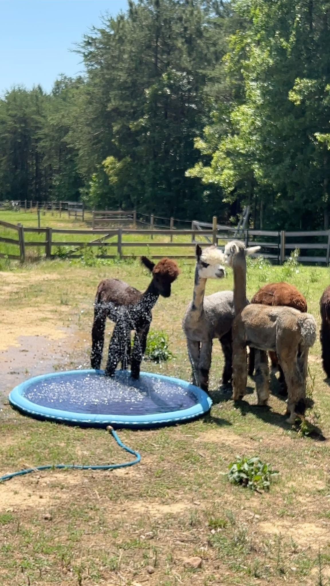 Alpacas resting in the pasture