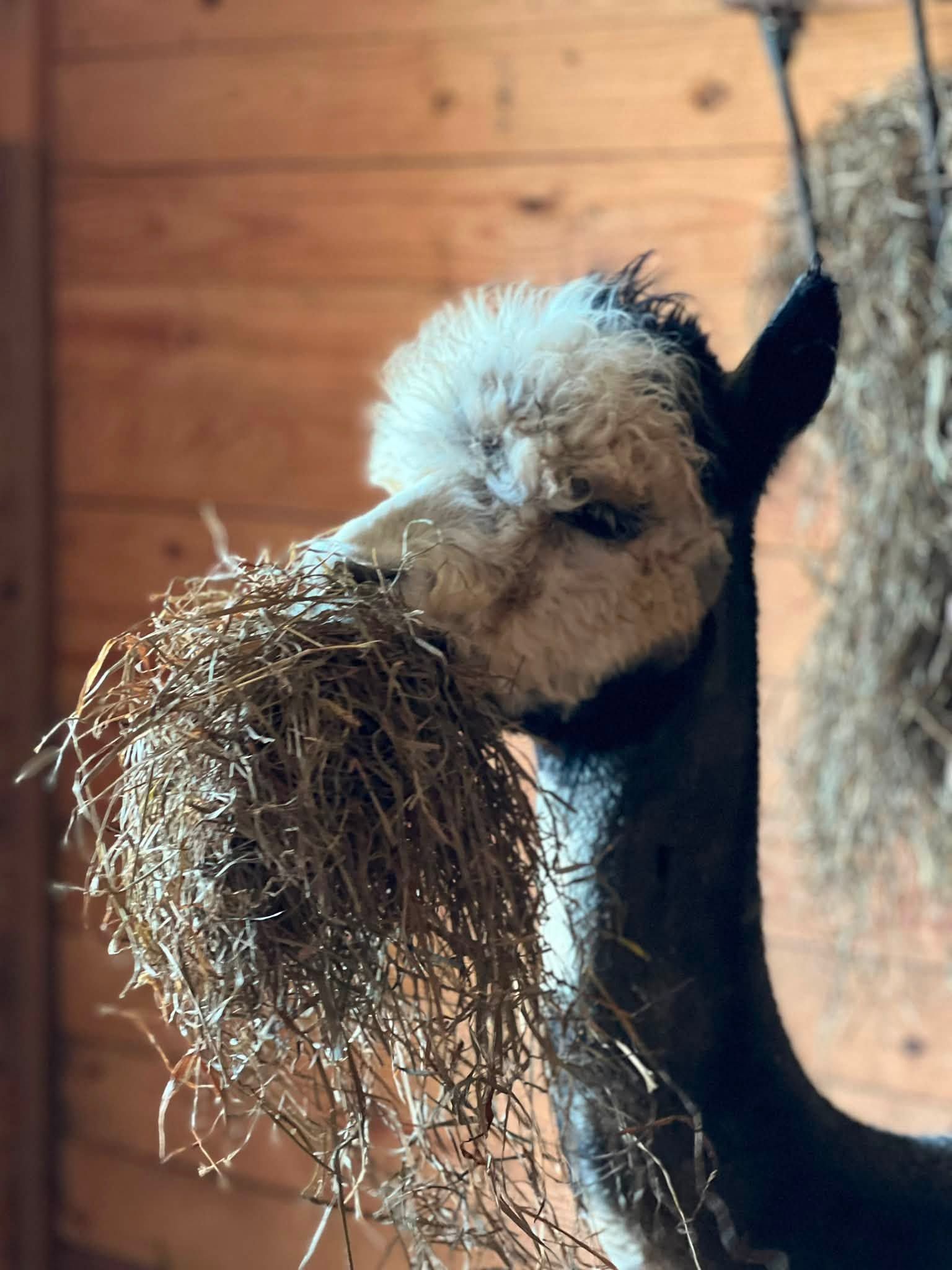 Family feeding alpacas