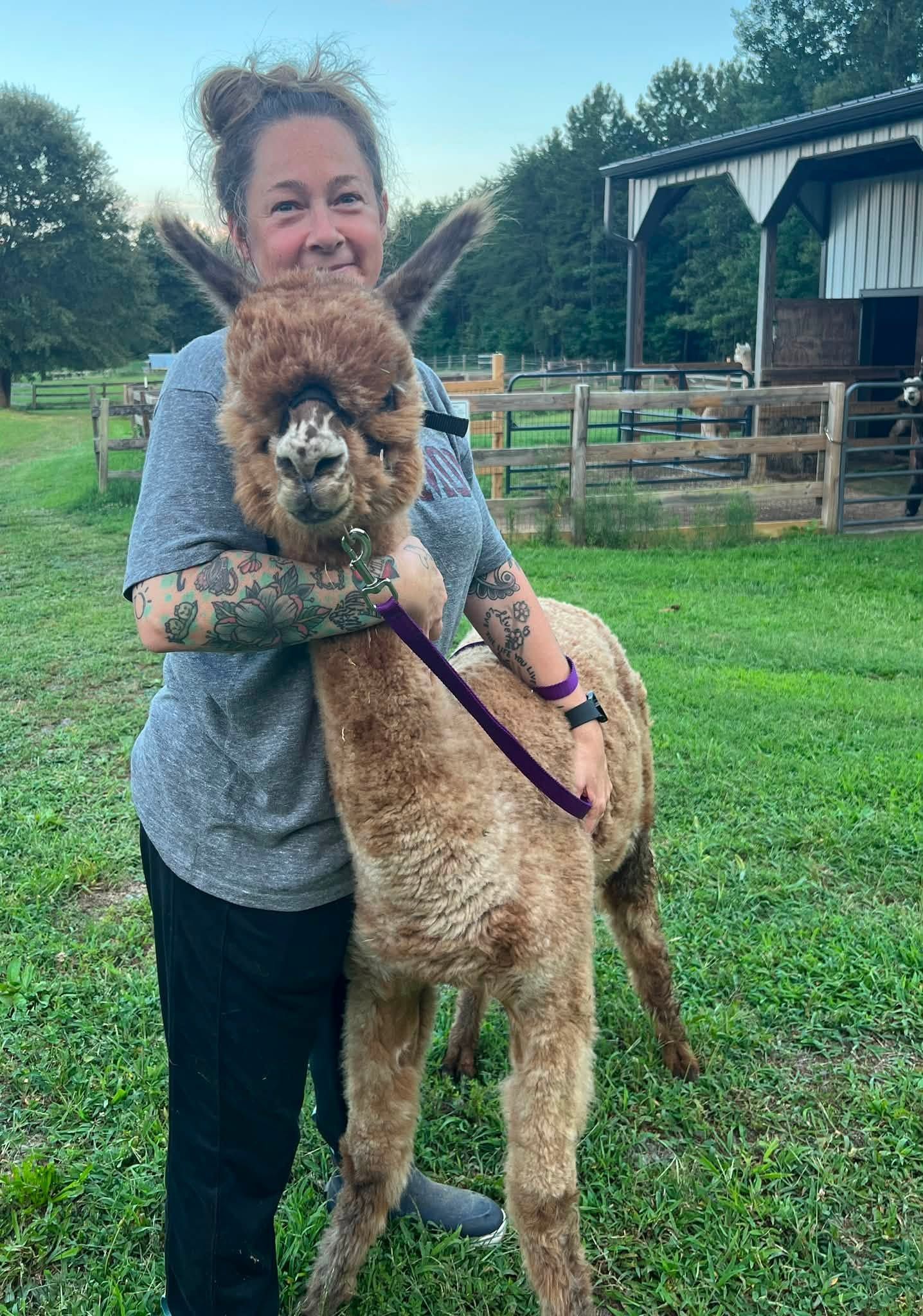 Volunteer feeding an alpaca