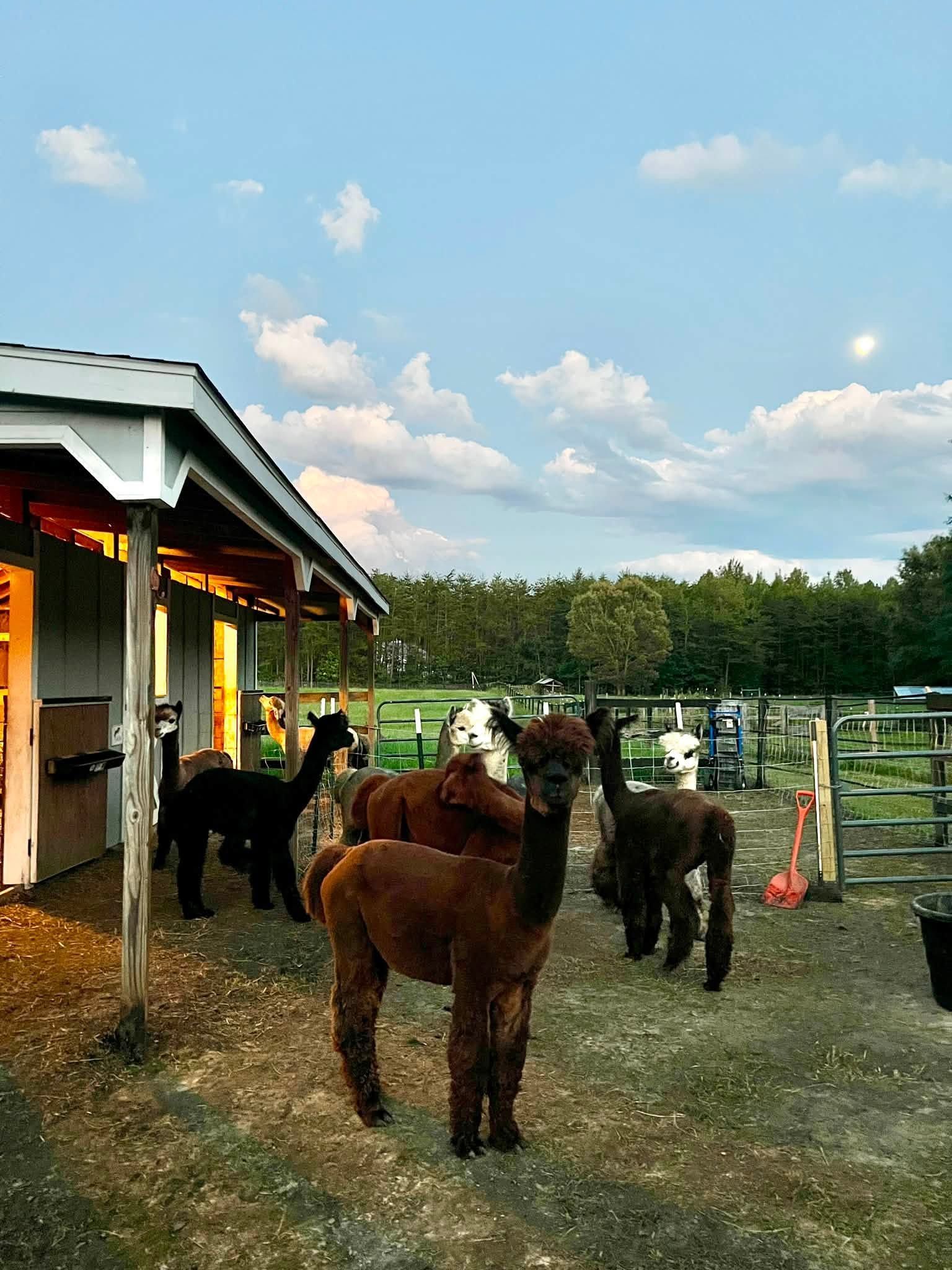 Visitor hand-feeding an alpaca