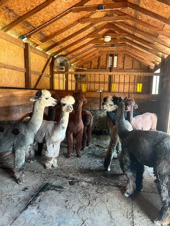 Alpaca portrait