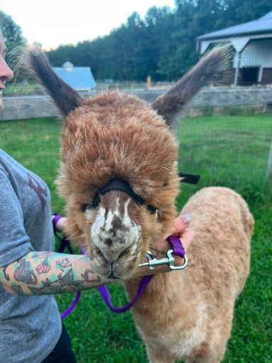 Visitor feeding an alpaca