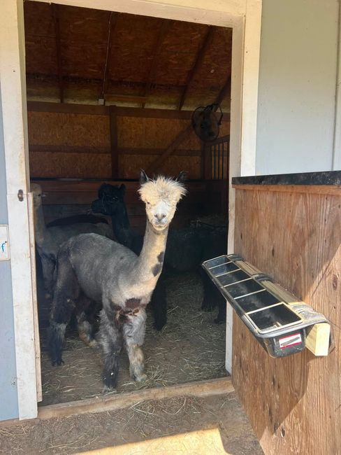 Visitor with an alpaca on the farm