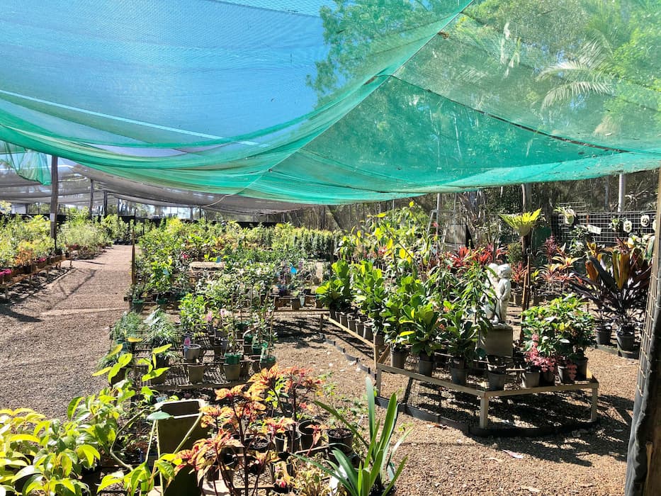 Plant Nursery in Hervey Bay Springvale Garden Centre