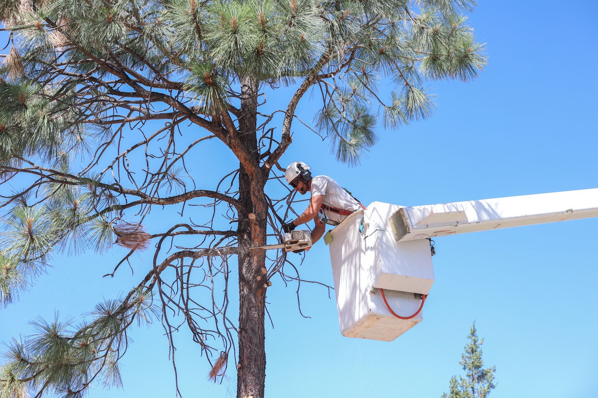 Tree Trimming in Payson, AZ | Tree Crafters Tree Trimming in Payson, AZ | Tree Crafters