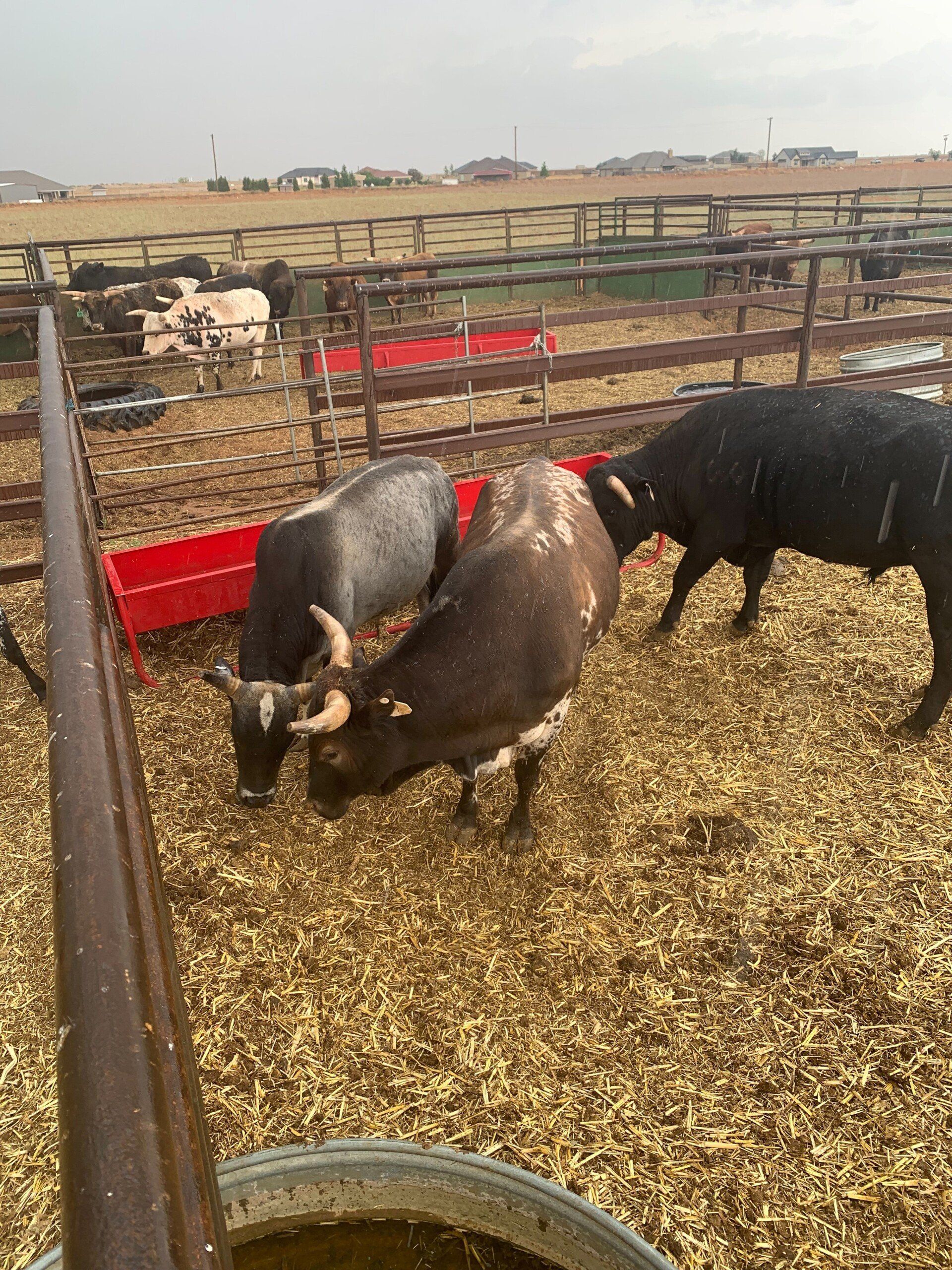Three Bulls Eating