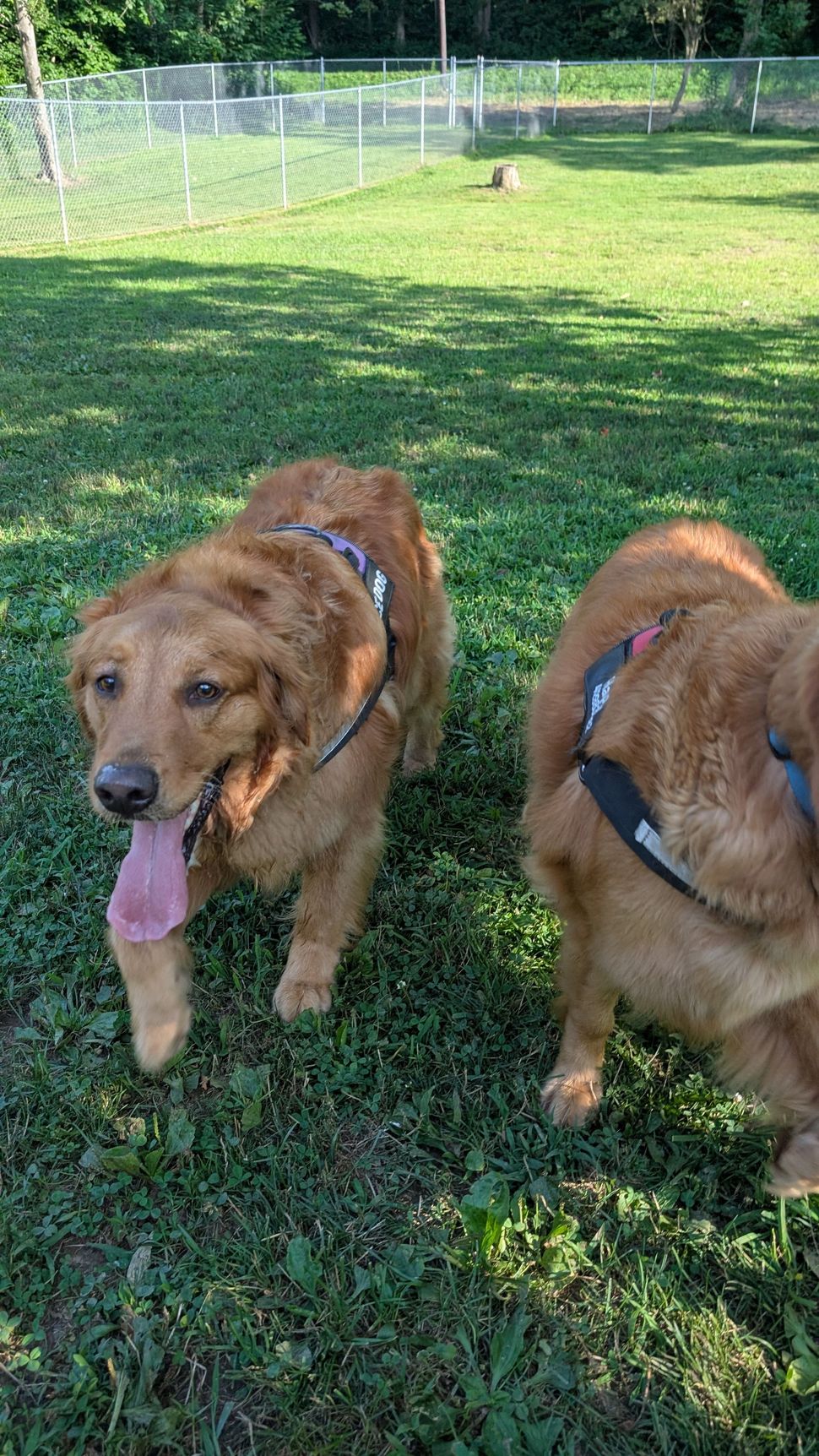 Two dogs are standing next to each other in a grassy field.