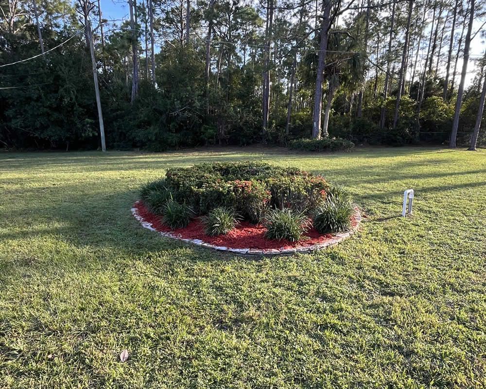 A landscaped garden bed filled with dark mulch containing six rounded green shrubs, surrounded by a lawn.