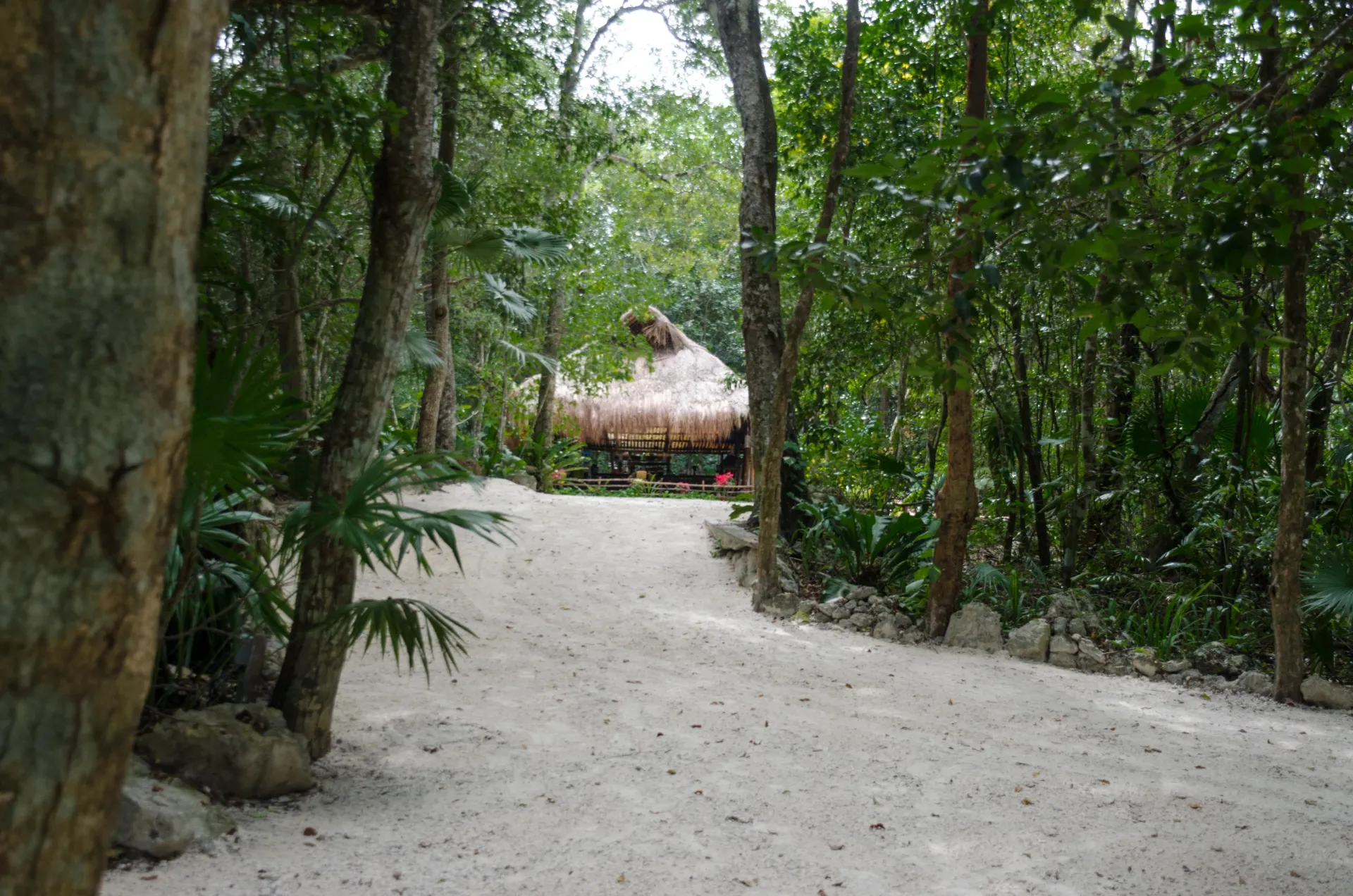 Un camino de arena conduce a una cabaña con techo de paja en un exuberante bosque verde.