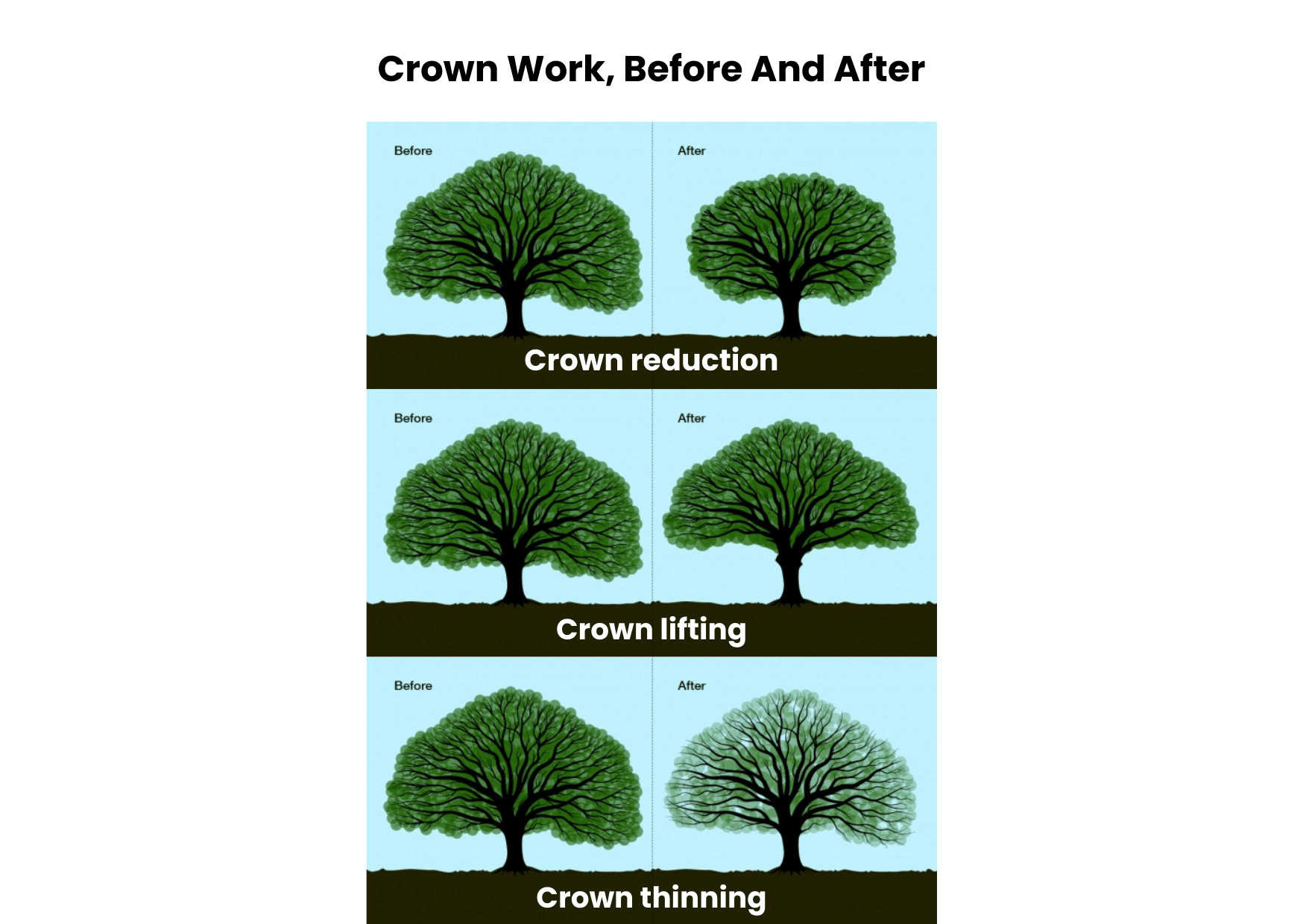 Crown Reduction Before and After | Bedford Tree Surgeon