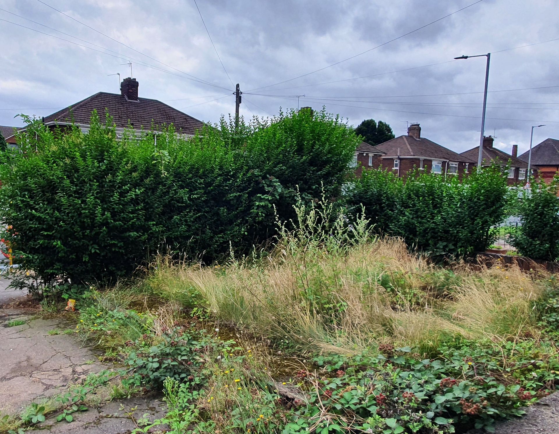 Hedge trimming services Bedford