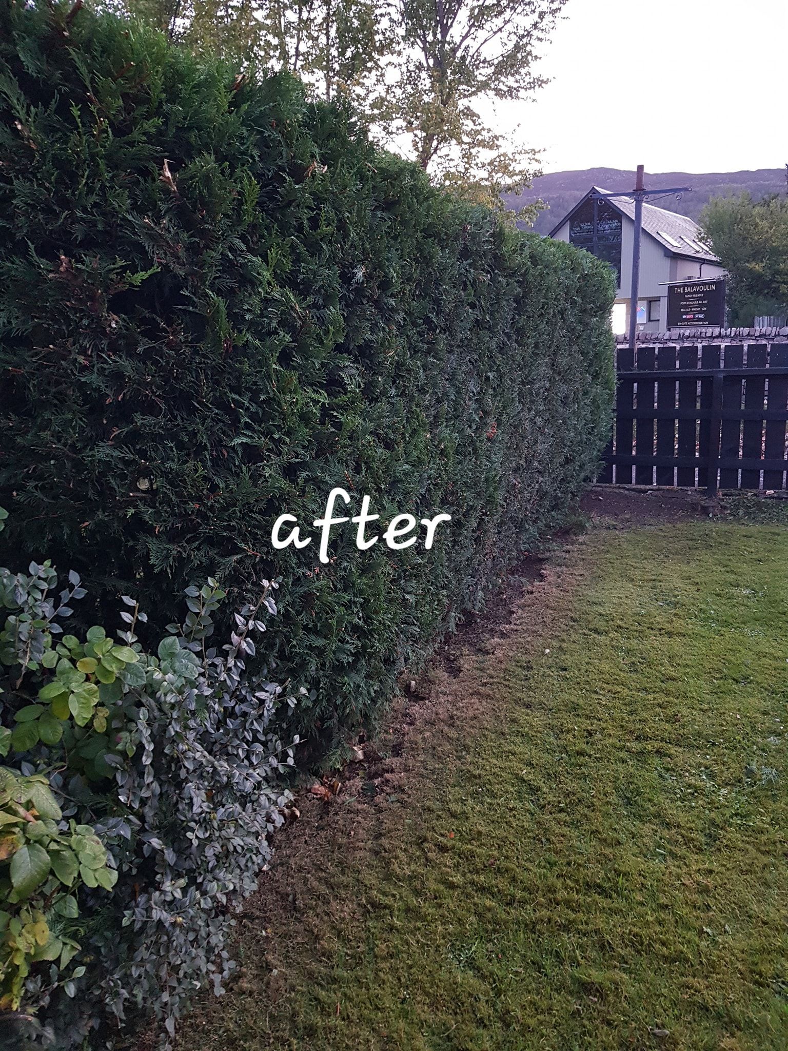 Hedge trimming services Bedford
