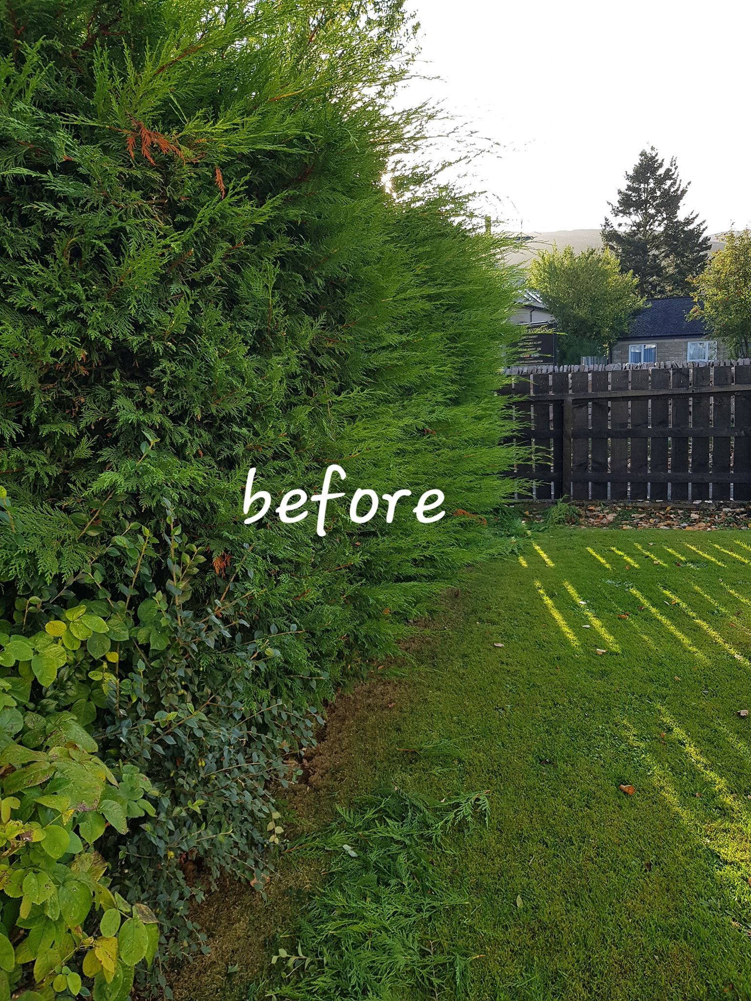 Hedge trimming service Bedford