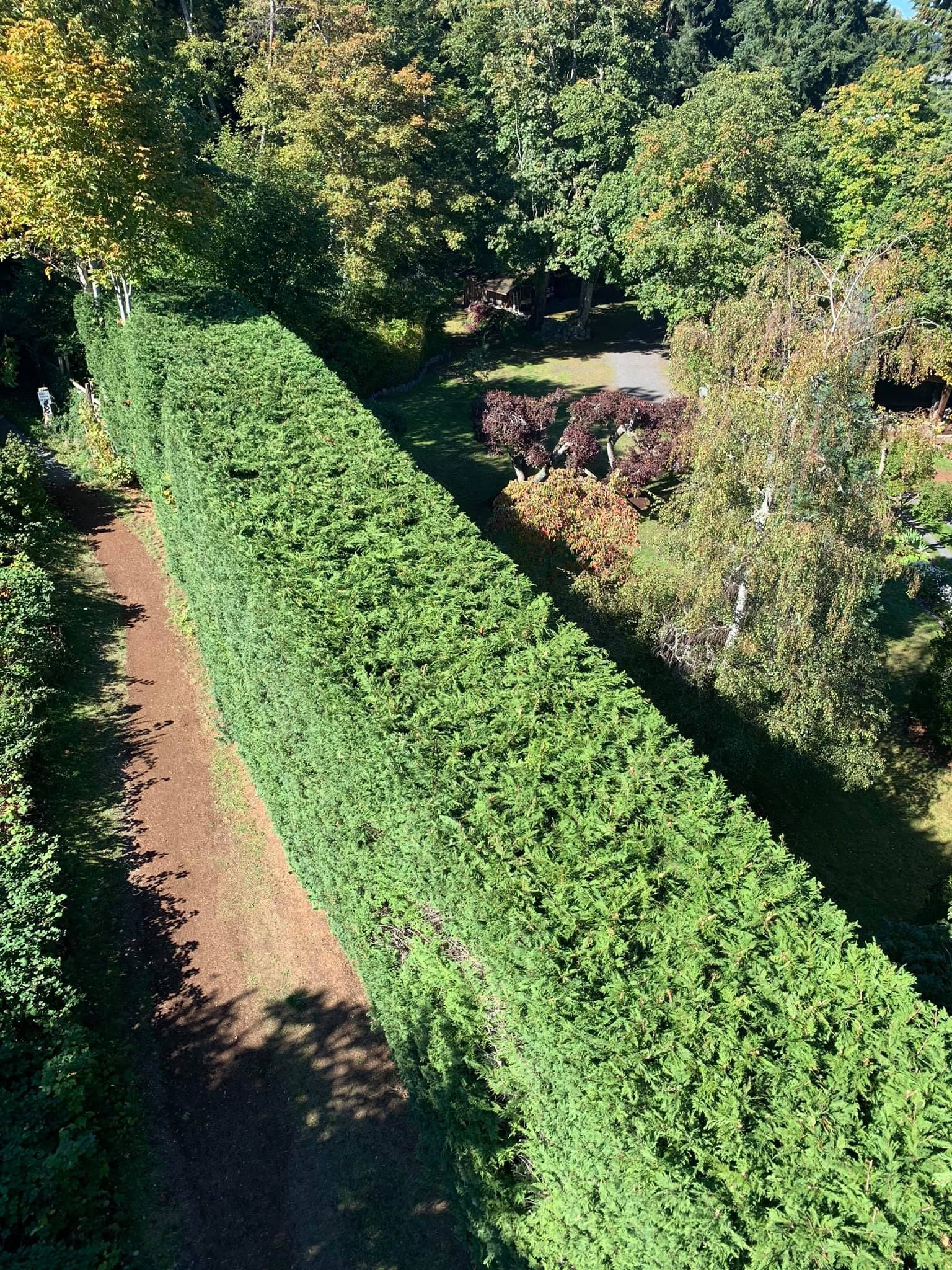 Hedge cutting Bedford