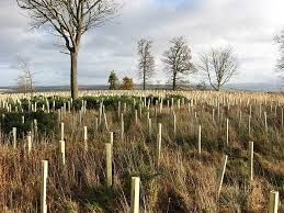 tree planting bedford