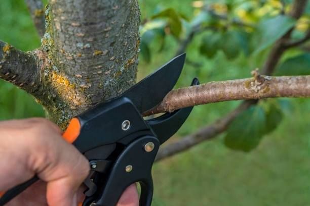 Tree Cutting and Pruning Bedford