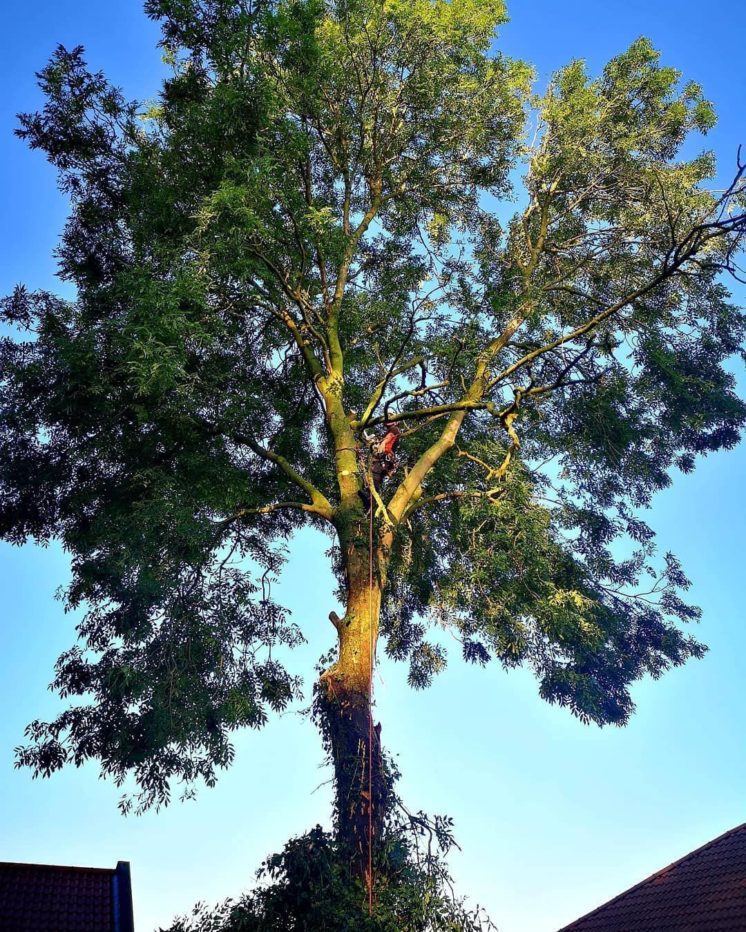 Tree Cutting and Pruning Bedford