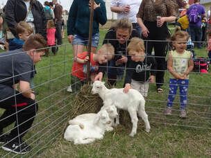 People watch three small white goats in a fenced enclosure at an outdoor petting zoo.