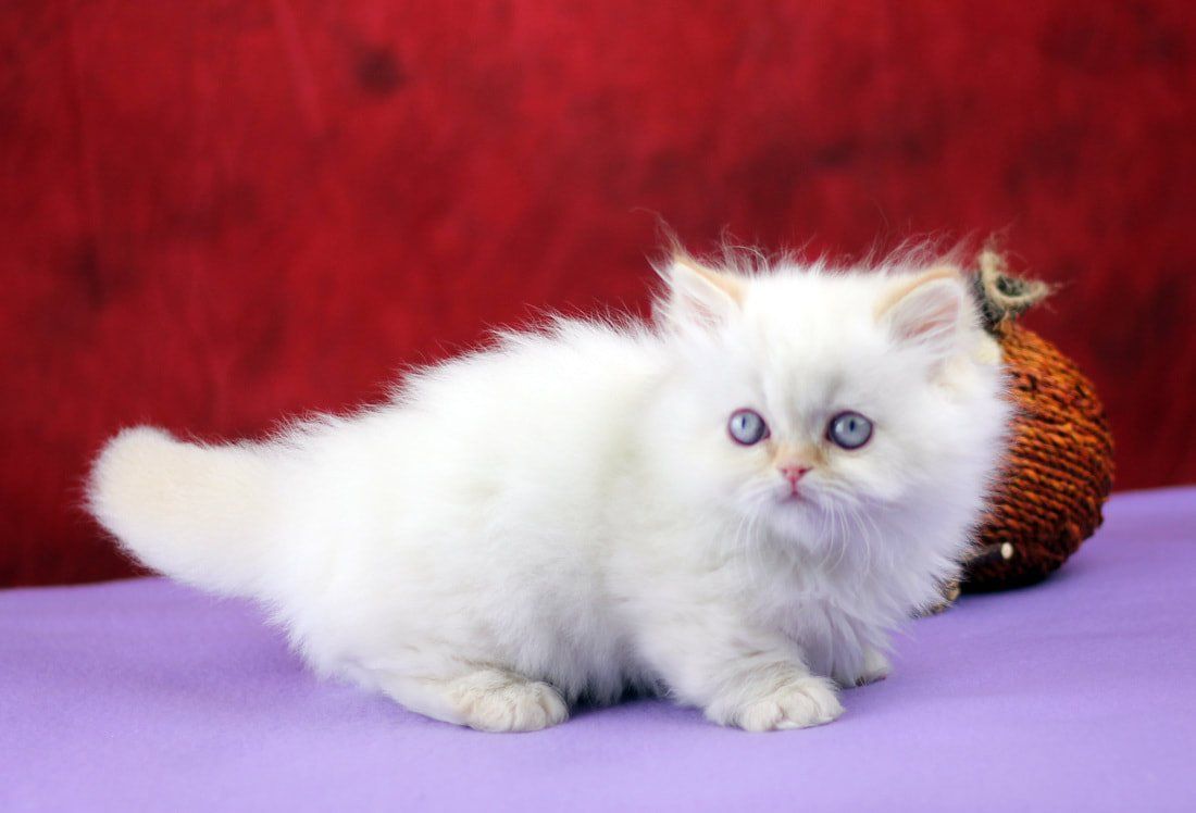 Great Mews Cattery