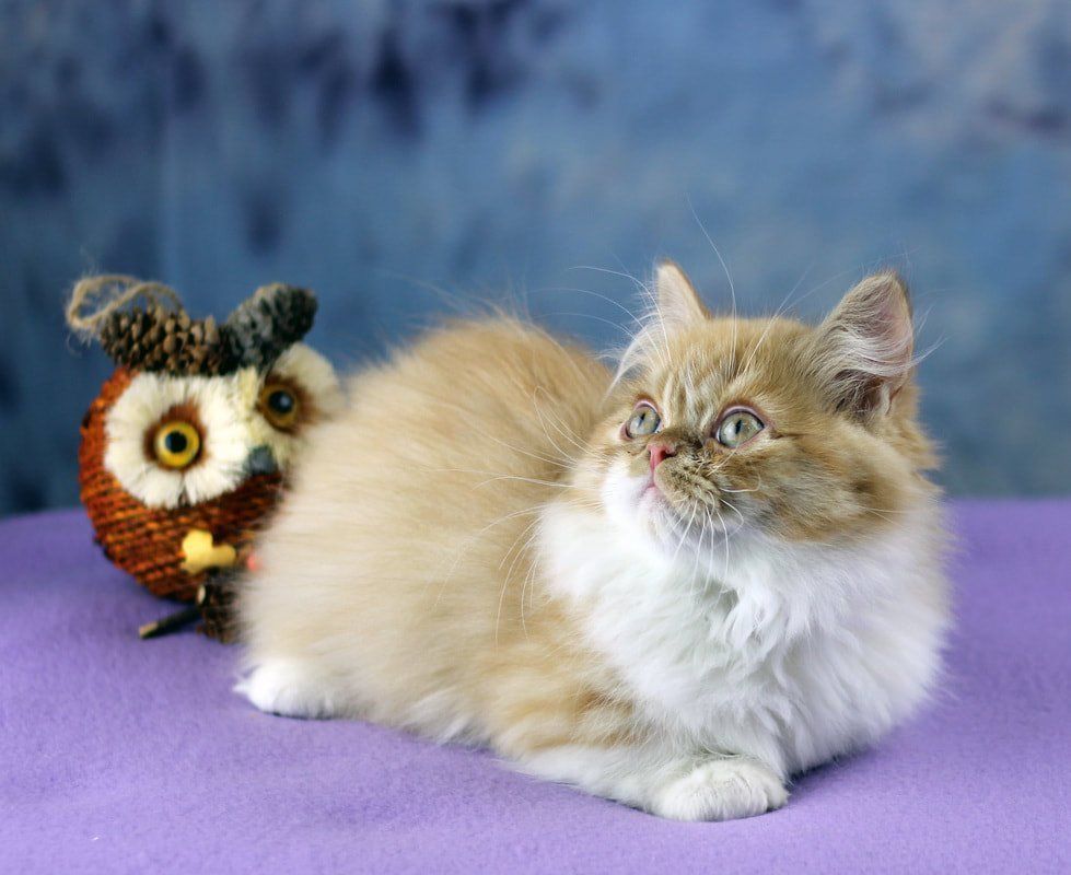 Great Mews Cattery