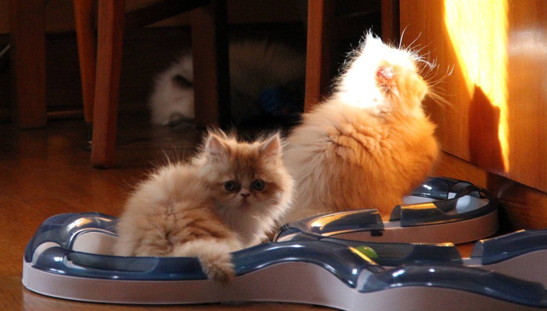 Great Mews Cattery